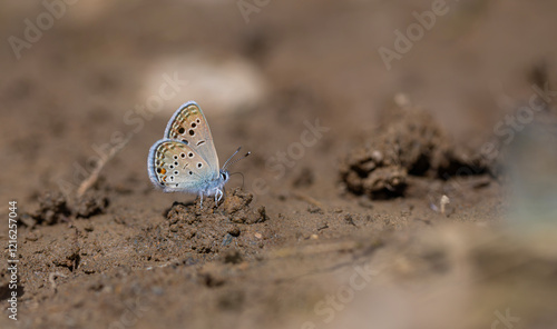 Obraz na płótnie little blue butterfly picking up a mineral on the ground, Odd-spot Blue, Turanana endymion w salonie