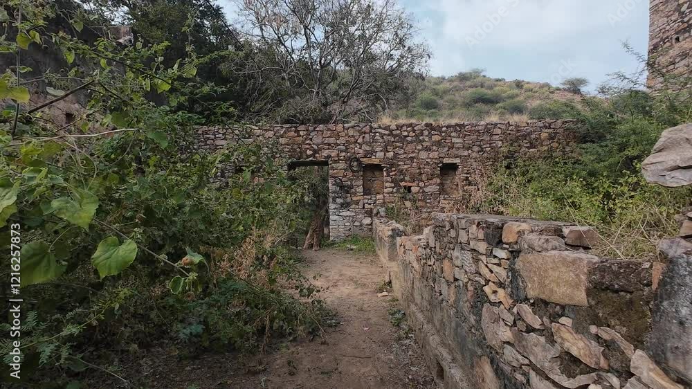Historic ruins in Achrol village near Jaipur, surrounded by lush, overgrown vegetation, showcasing nature's reclamation Historic ruins in Achrol village near Jaipur, surrounded by lush, overgrown vegetation, showcasing nature's reclamation