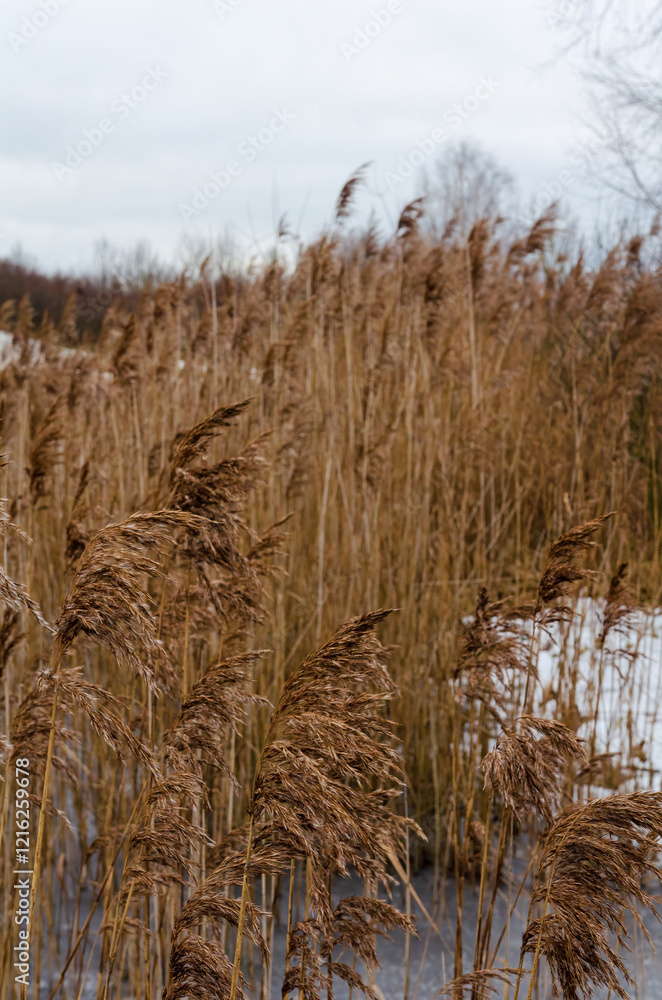 Tall dry grass swaying gently in winter field. The close-up captures a calm natural atmosphere, soft light, and snowy surroundings. Tall dry grass swaying gently in winter field. The close-up captures a calm natural atmosphere, soft light, and snowy surroundings.