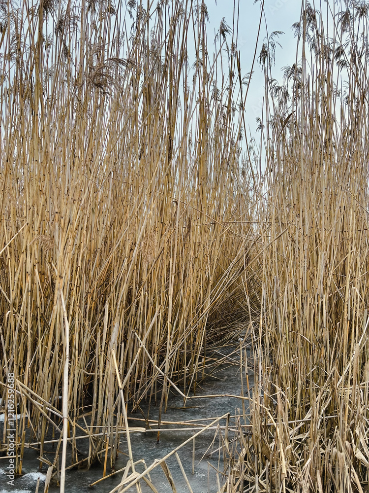 Tall dry grass swaying gently in winter field. The close-up captures a calm natural atmosphere, soft light, and snowy surroundings. Tall dry grass swaying gently in winter field. The close-up captures a calm natural atmosphere, soft light, and snowy surroundings.