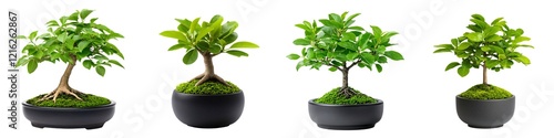 Plant decor isolated collection. Four bonsai trees in different growth stages, showcasing vibrant green leaves in stylish black pots against a white background. photo