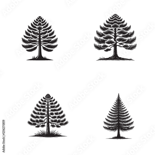 detailed  Vector Silhouette of the Sugar Pine Tree Isolated on a White Background