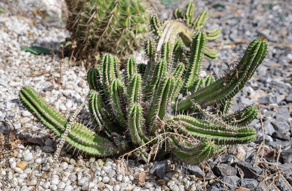 Stunning of Cactus Euphorbiaceae or Euphorbia Echinus. Nice cactus of the family of succulents plant, Ornamental plant, use it as your Wallpaper, Poster and Space for text, Selective focus.