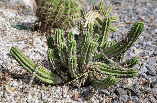 Obraz na płótnie Stunning of Cactus Euphorbiaceae or Euphorbia Echinus. Nice cactus of the family of succulents plant, Ornamental plant, use it as your Wallpaper, Poster and Space for text, Selective focus. w salonie