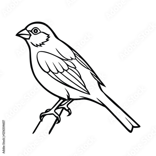 Canaries Bird  On Branch Vector Illustration