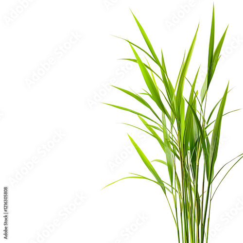 lemon grass Advertisement isolated on white background full depth of field 