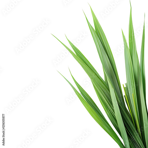 lemon grass Advertisement isolated on white background full depth of field 