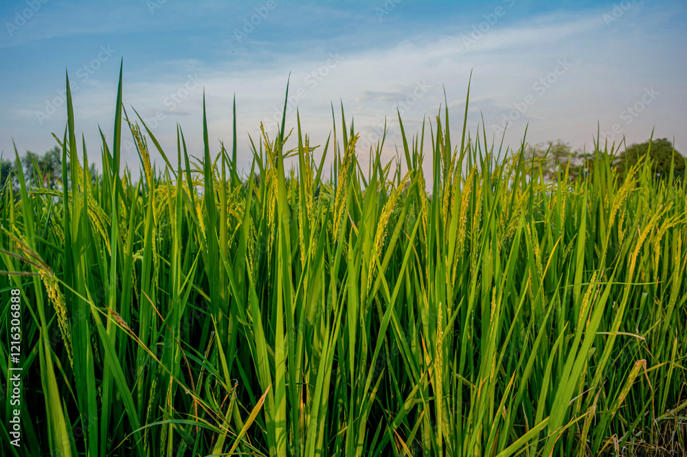 Fototapeta premium Rice harvesting techniques in agriculture, rural landscape photography, nature, bright green grasslands, aerial view