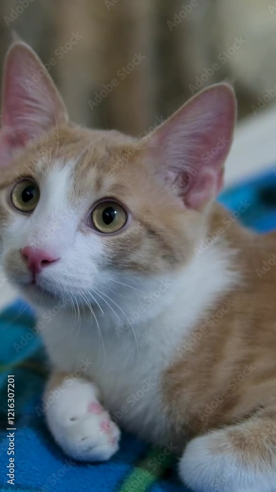 A ginger cat sits quietly on the sofa, watches passers-by with his eyes, tucks his paws under himself, checkered blanket A ginger cat sits quietly on the sofa, watches passers-by with his eyes, tucks his paws under himself, checkered blanket