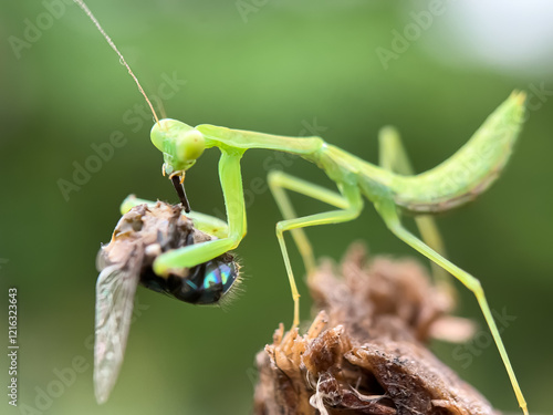 Foto Close up of Praying mantis eating a fly,praying mantis preys on insects