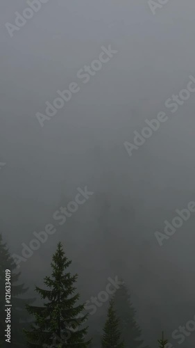 Misty Forest Scene with Tall Evergreen Trees Footage