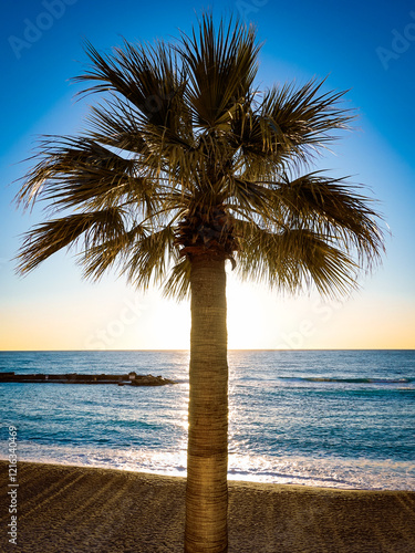 Palm tree hiding sunrise on Larvotto beach, Monaco photo