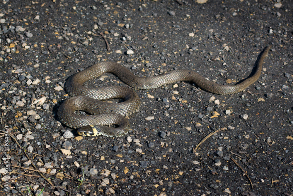 Zaskroniec. Wąż. Natrix natrix.