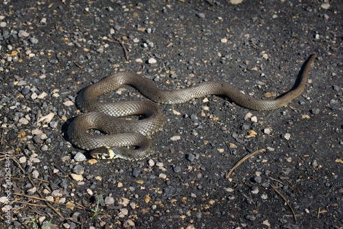 Obraz na płótnie Zaskroniec. Wąż. Natrix natrix. w salonie