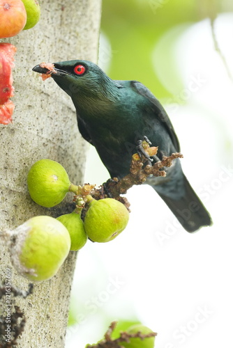 Asain Glossy Starling eating fruit in a fruiting tree in Malaysia. 