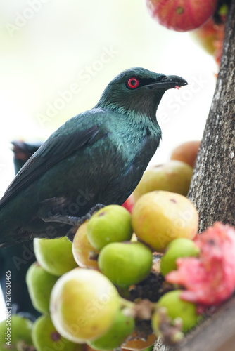 Asain Glossy Starling eating fruit in a fruiting tree in Malaysia. 