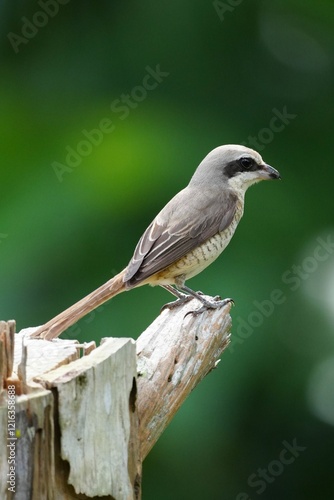 Brown Shrike perched on a dead tree in Malaysia