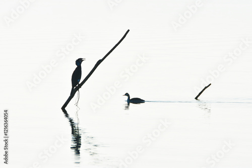Wallpaper Mural San Feliciano, Lago Trasimeno Torontodigital.ca