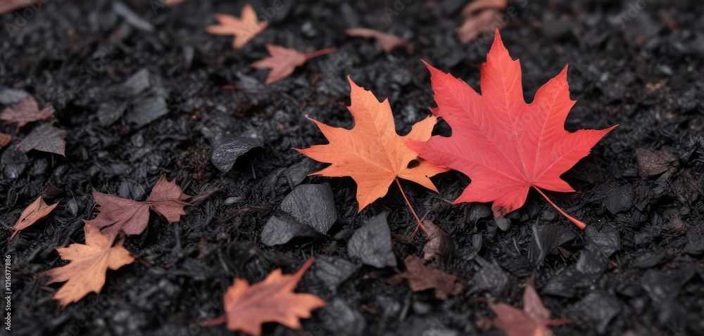 A red maple leaf floating on a patch of black mulch in an autumn landscape, autumn landscape, dark mulch A red maple leaf floating on a patch of black mulch in an autumn landscape, autumn landscape, dark mulch