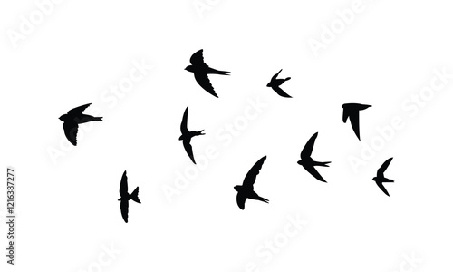 Flying Black Swift Bird Silhouette Design  And Vector Illustration. 