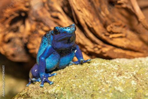 Blauer Baumsteiger photo