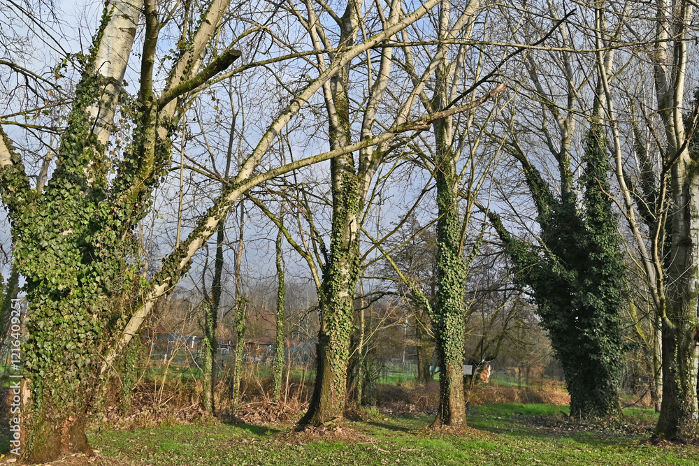 Obraz premium Inverno in Lombardia, campagna, giardini e bosco del lago di Basiglio e Milano 3