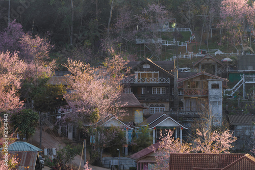 Ban Rong Kla village has pink cherry blossoms. The Wild Himalayan Cherry flower blooms in Phitsanulok province, Thailand, and is a popular tourist attraction. photo