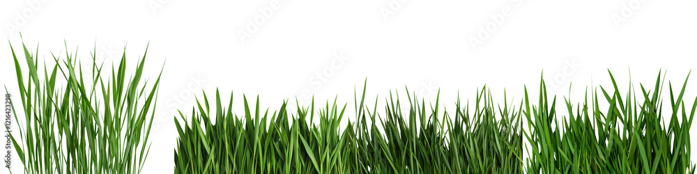 Green Grass Blades Covering the Ground with Natural and Serene Landscape Green Grass Blades Covering the Ground with Natural and Serene Landscape