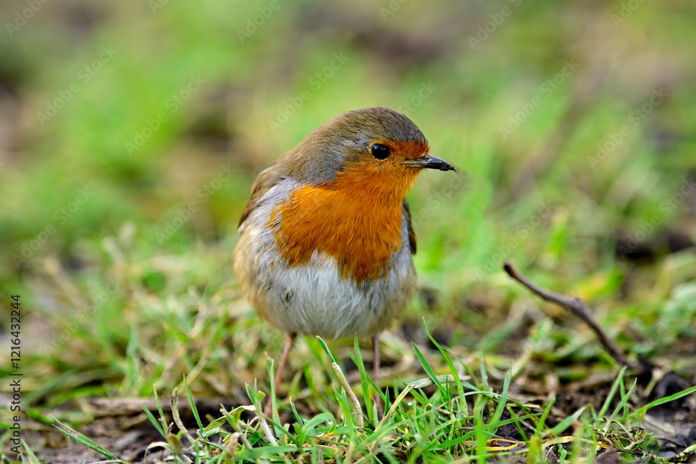 Rotkehlchen // European robin (Erithacus rubecula) Rotkehlchen // European robin (Erithacus rubecula)