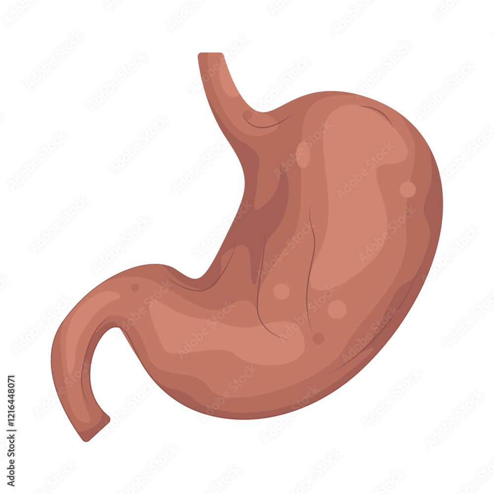 Illustration of Digestive System Illustration of Digestive System