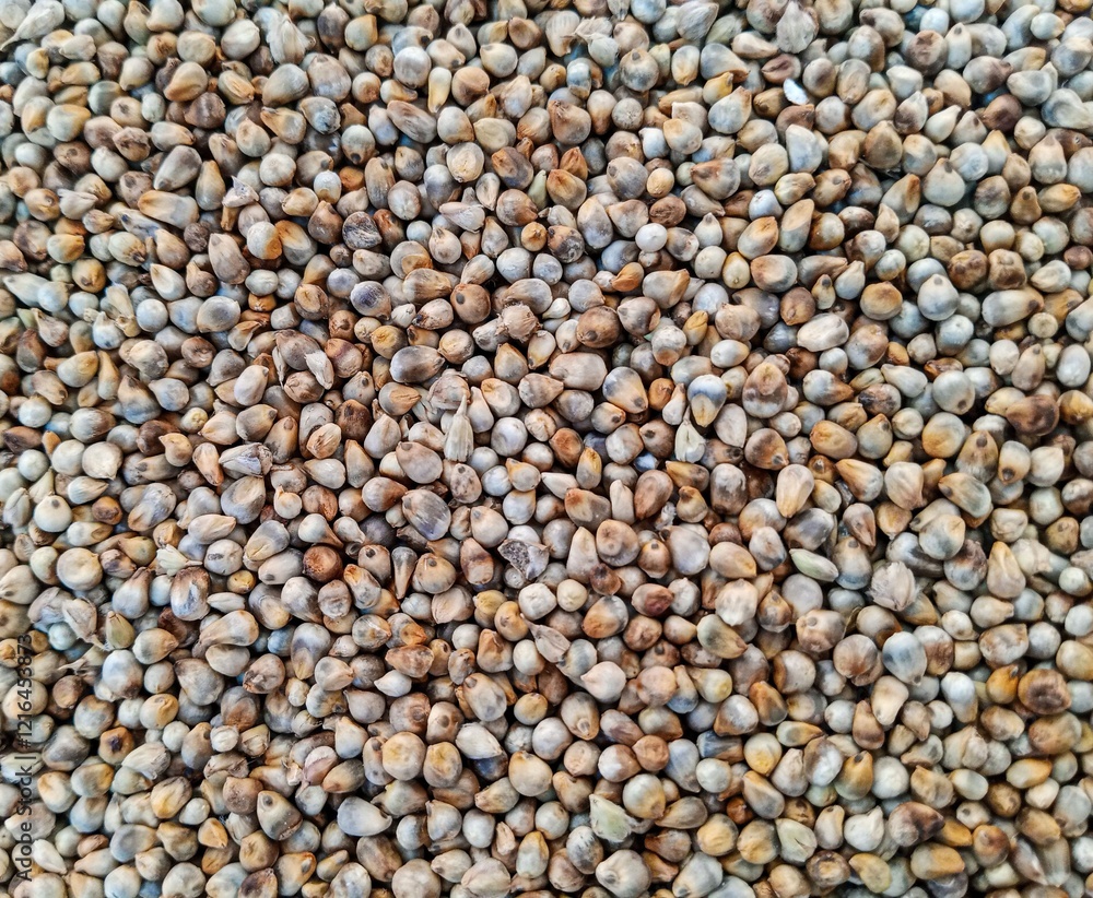 Top view of pearl millet or bajra seed on background. Top view of pearl millet or bajra seed on background.