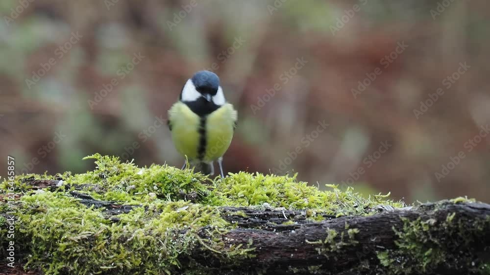 Kohlmeise (Parus major)      