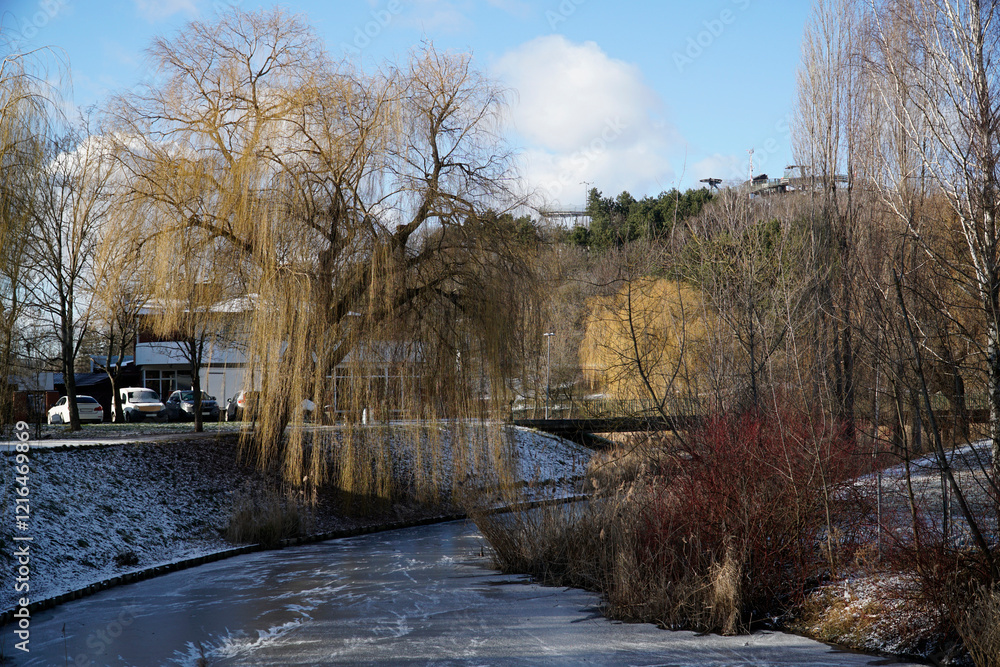Frozen lake in park and willow tree on sunny day - winter season Frozen lake in park and willow tree on sunny day - winter season
