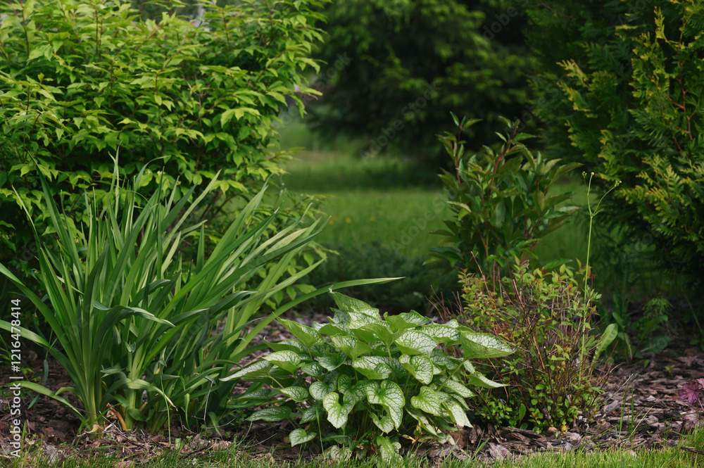 Obraz premium Mixed border in summer garden: Euonymus alatus (Burning Bush) planted with brunnera and day lily. Beautiful plant combination for natural garden