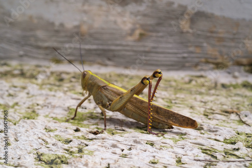 Hedge Grasshopper stays still on the floor. Insect species Valanga irregularis is seen resting on a cement floor. Agricultural pest insects. Macrophotography of animals in the wilds photo