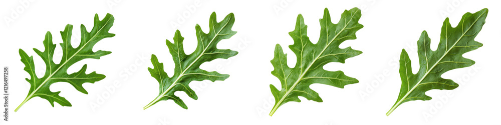 Fototapeta premium Vibrant Green Oak Leaves in Natural Environment