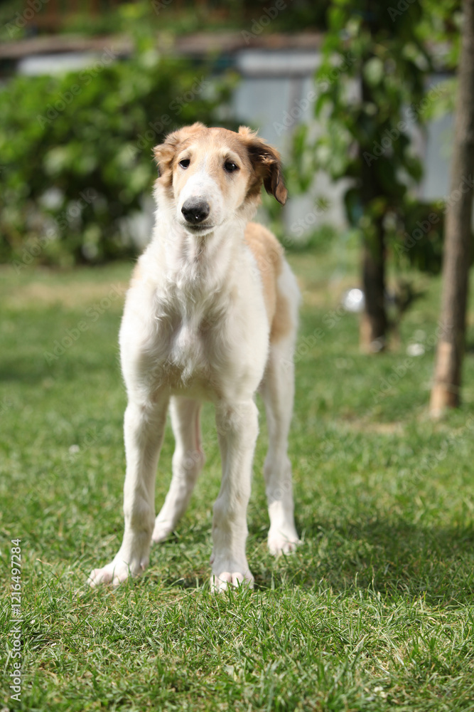 Amazing puppy of Borzoi standing in the garden Amazing puppy of Borzoi standing in the garden