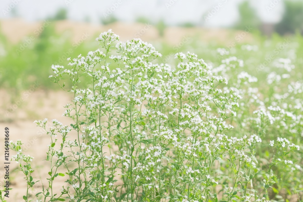 White wildflowers bloom in sandy field, summer day. Nature background, website, card White wildflowers bloom in sandy field, summer day. Nature background, website, card
