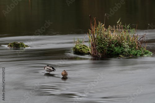 Island In the stream