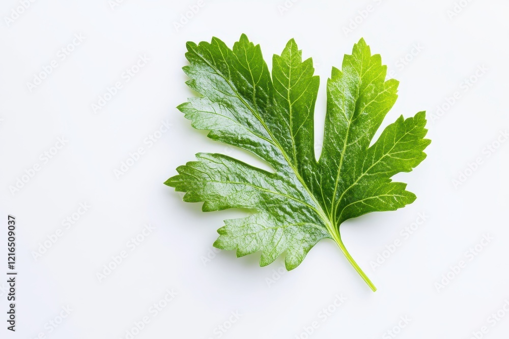 Fresh parsley leaf, isolated, white background, cooking ingredient (1) Fresh parsley leaf, isolated, white background, cooking ingredient (1)