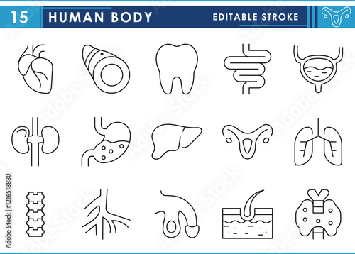 A set of line icons related to Human Body. Organs, body, heart, lungs, intestine, bladder, kidney, private parts, and so on. Vector editable stroke.