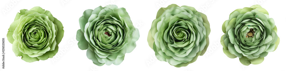 Closeup view of a lush green succulent plant against a clean white background The vibrant elegant leaves and petals create a natural minimalist aesthetic Closeup view of a lush green succulent plant against a clean white background The vibrant elegant leaves and petals create a natural minimalist aesthetic