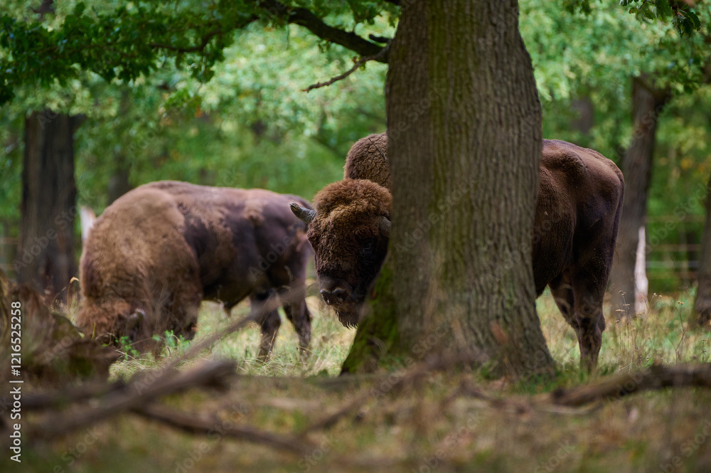 Amazing european bison on meadow in sunny day, Slovakia Amazing european bison on meadow in sunny day, Slovakia