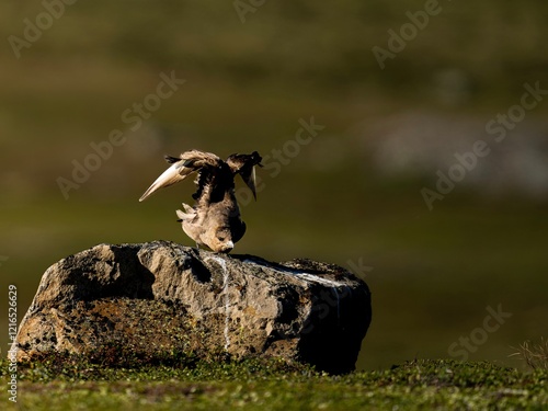 Junge Schmarotzerraubmöwe in der norwegischen Tundra photo