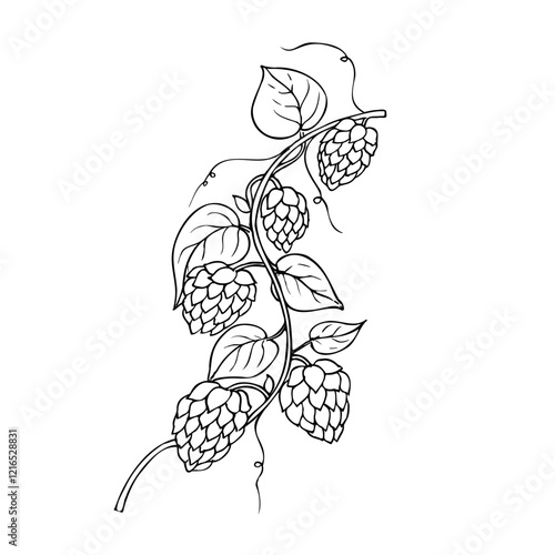 Vector common hop. Graphic ink, eco, organic Humulus lupulus branch with leaves and cones illustration isolated on background. Hand drawn line sketch. For designers, prints, logo, menu, postcards