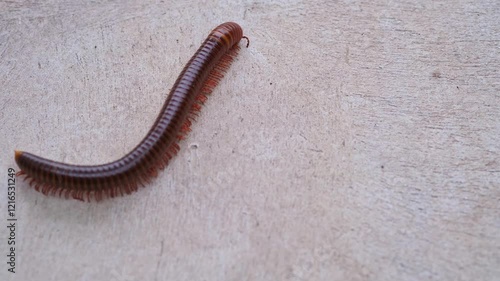 brown millipede with numerous legs is moving in a wave motion on a cement surface