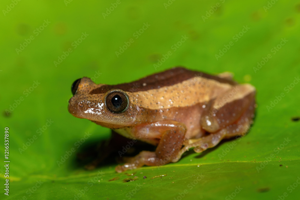 A beautiful greater leaf-folding frog (Afrixalus fornasini), also known as Fornasini's spiny reed frog, or banana frog, in dense coastal vegetation A beautiful greater leaf-folding frog (Afrixalus fornasini), also known as Fornasini's spiny reed frog, or banana frog, in dense coastal vegetation