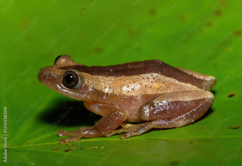 Obraz premium A beautiful greater leaf-folding frog (Afrixalus fornasini), also known as Fornasini's spiny reed frog, or banana frog, in dense coastal vegetation 