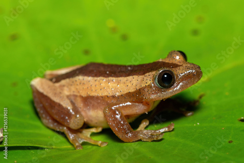 A beautiful greater leaf-folding frog (Afrixalus fornasini), also known as Fornasini's spiny reed frog, or banana frog, in dense coastal vegetation  photo