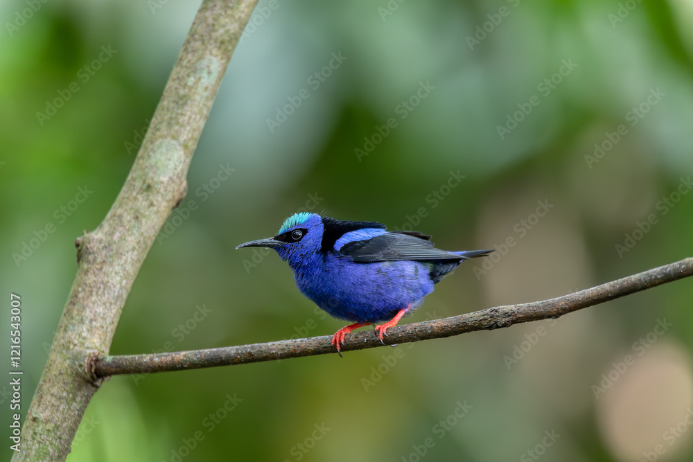 Red-legged honeycreeper (Cyanerpes cyaneus), La Fortuna, Volcano Arenal, Wildlife and birdwatching in Costa Rica. Red-legged honeycreeper (Cyanerpes cyaneus), La Fortuna, Volcano Arenal, Wildlife and birdwatching in Costa Rica.